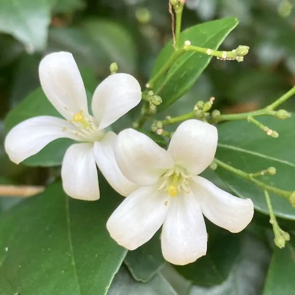 Heirloom Murraya Paniculata Flower Seeds, Non-GMO Fragrant Jasmine Blooms for Garden Planting
