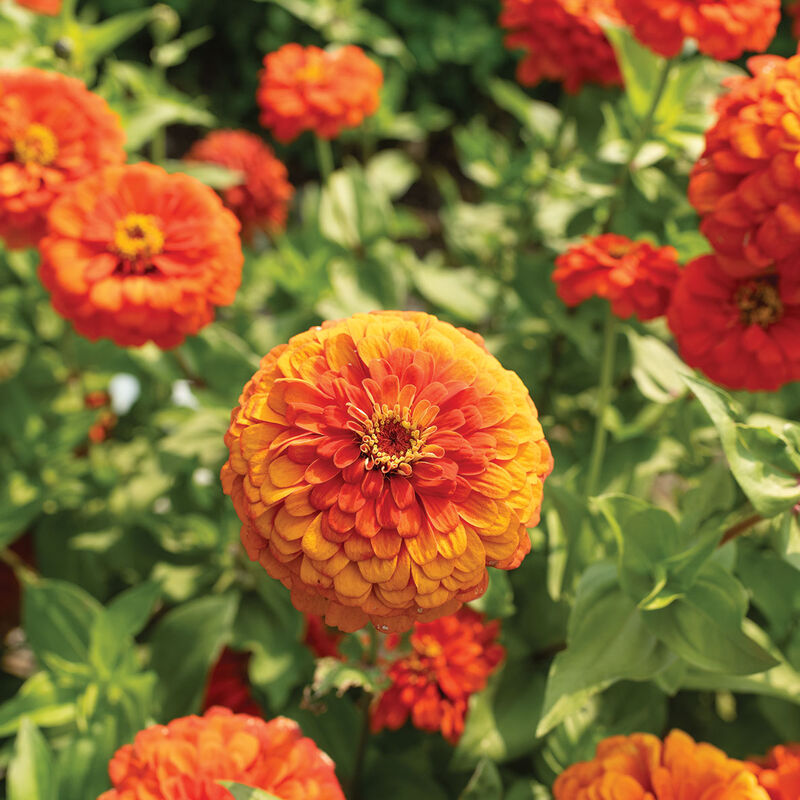 Orange King Zinnia flowers growing in a colorful home flower garden