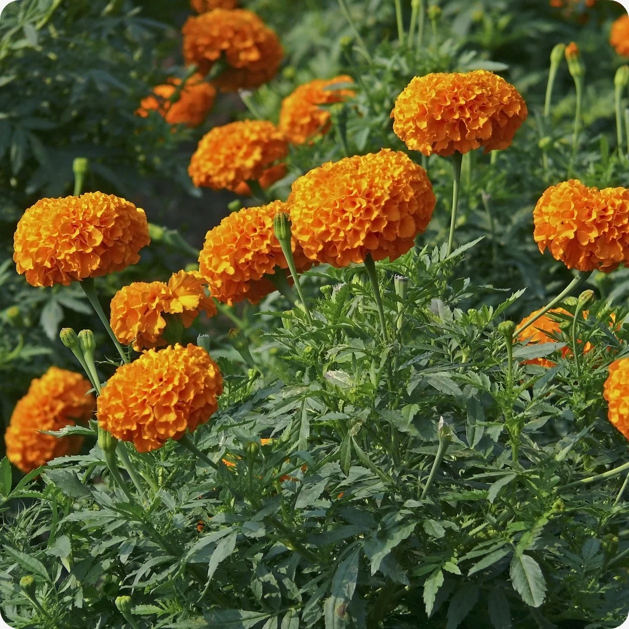 Large Orange African Marigold Blooms