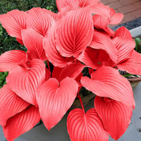 Orange and Pink Hosta ornamental seeds suitable for woodland gardens and containers.