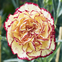 Purple (Purple scientific name) for planting in garden