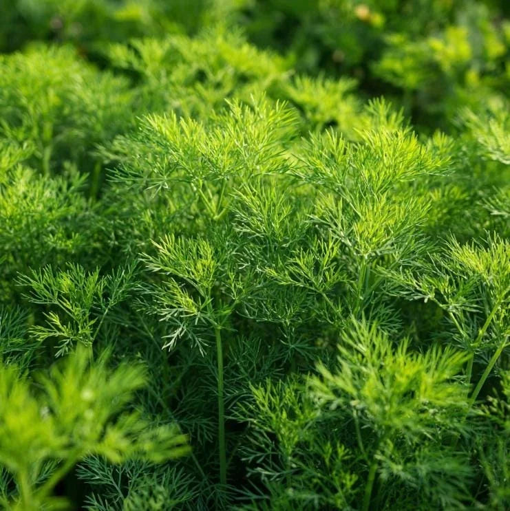 Bouquet Dill Seeds – Fragrant Herb for Home Garden and Container Growing