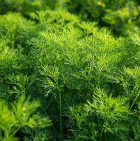Bouquet Dill Seeds – Fragrant Herb for Home Garden and Container Growing