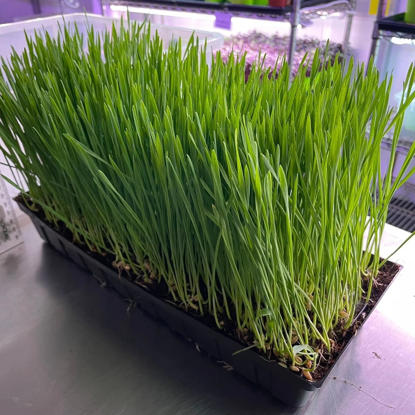 Fresh Organic Cat Grass growing in a decorative indoor container.