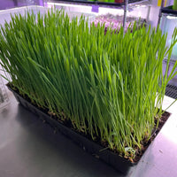 Fresh Organic Cat Grass growing in a decorative indoor container.
