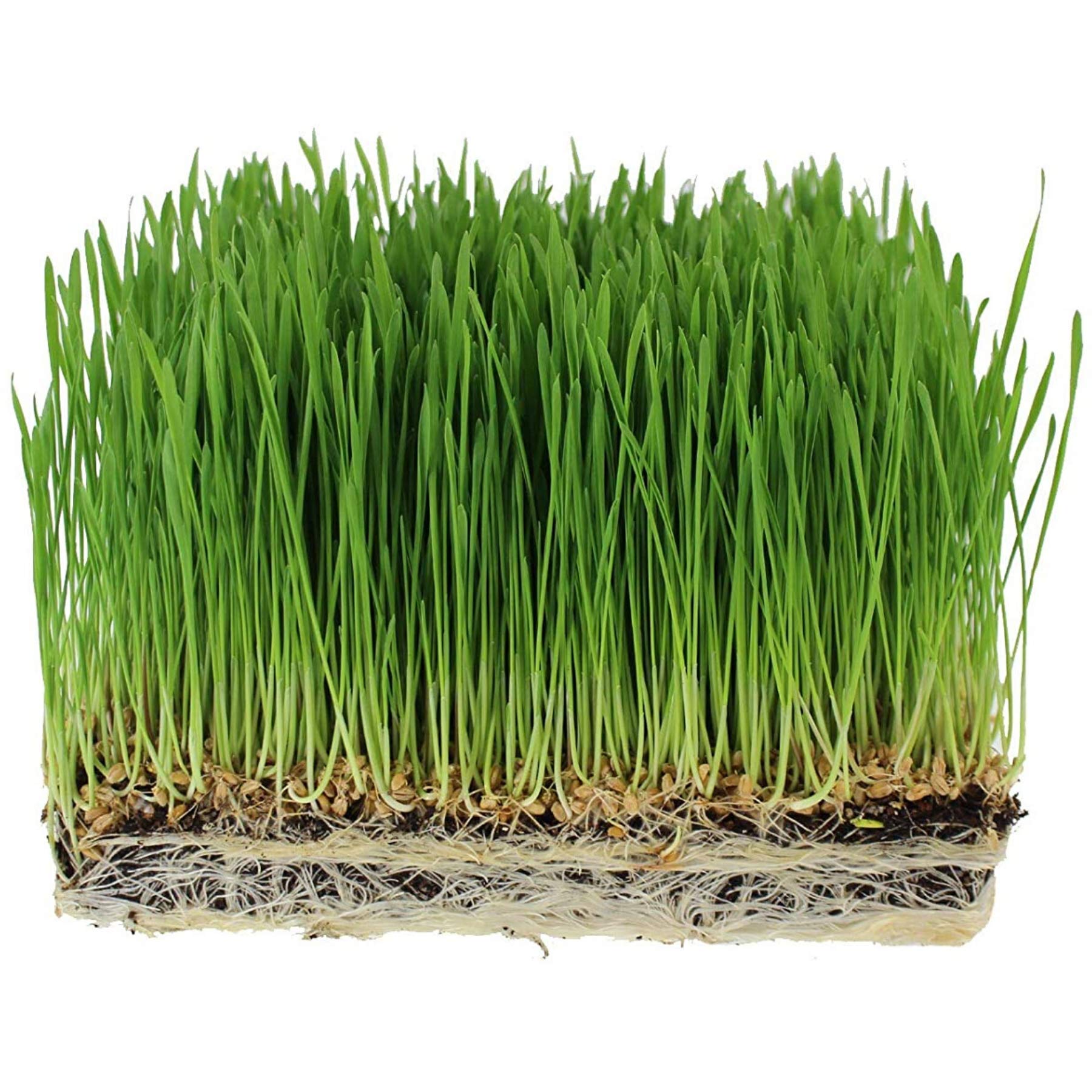 Organic Cat Grass seeds for indoor pots and container growing.
