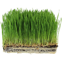 Organic Cat Grass seeds for indoor pots and container growing.