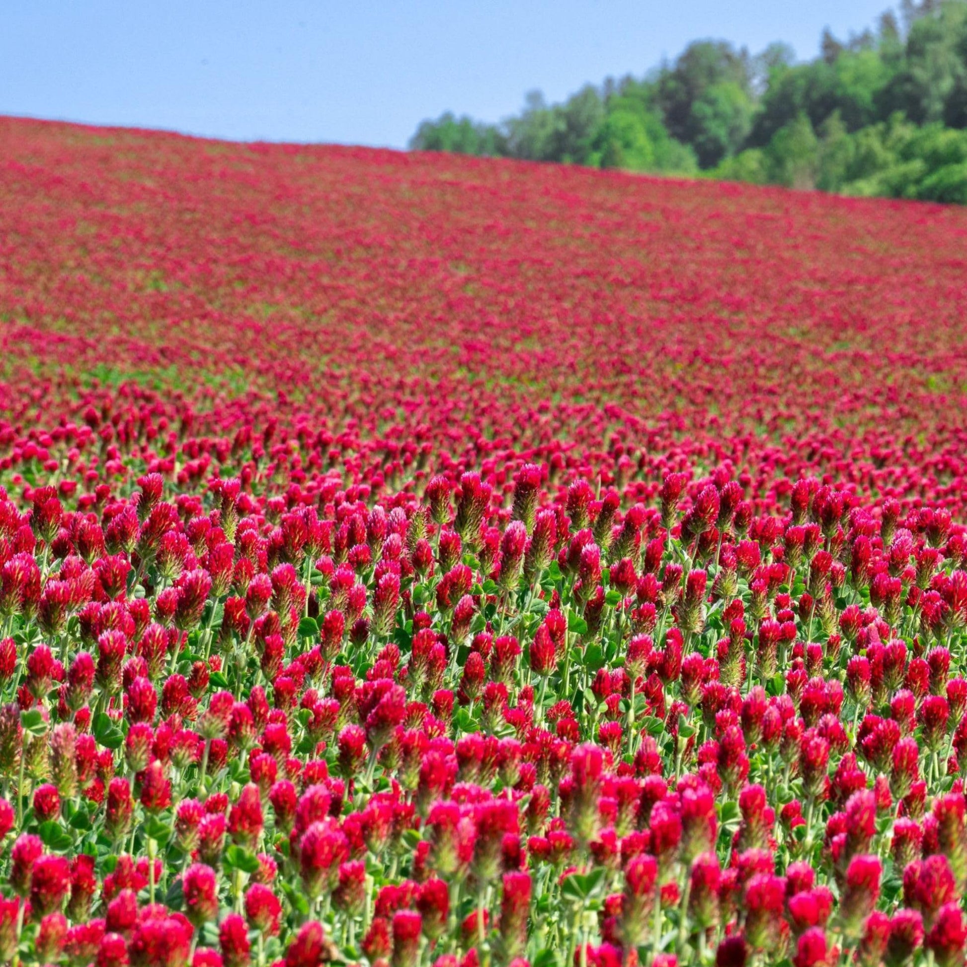 Organic Crimson Clover seeds for cover crop and garden planting.