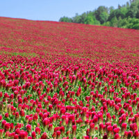Organic Crimson Clover seeds for cover crop and garden planting.
