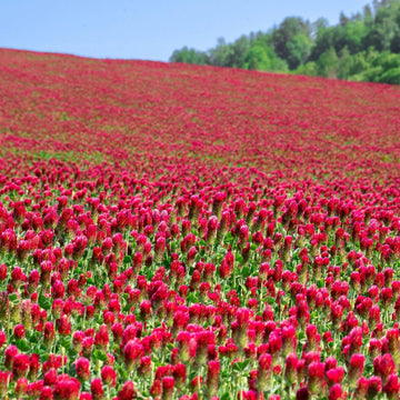 Organic Crimson Clover seeds for cover crop and garden planting.