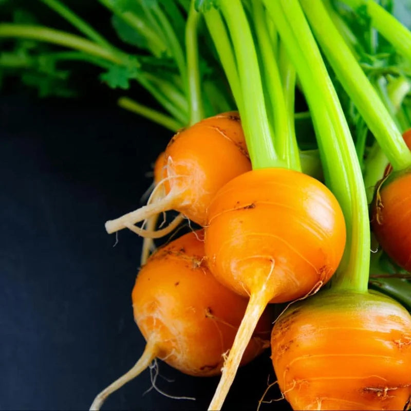 Parisian Carrot Seeds for Planting heirloom & Non-GMO Seeds