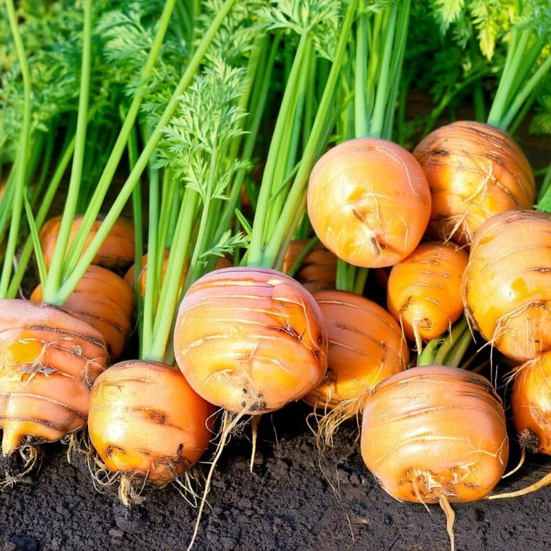 Parisian Carrot Seeds for Planting heirloom & Non-GMO Seeds