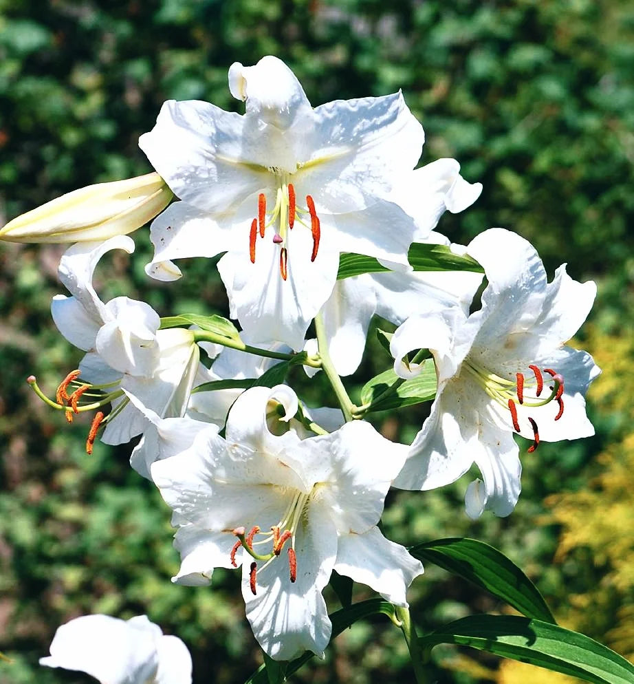 Casa Blanca Flower Seeds for Planting - NON GMO Seeds