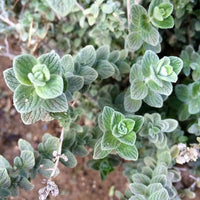 Origanum Syriacum herb seeds for planting in home herb gardens and containers
