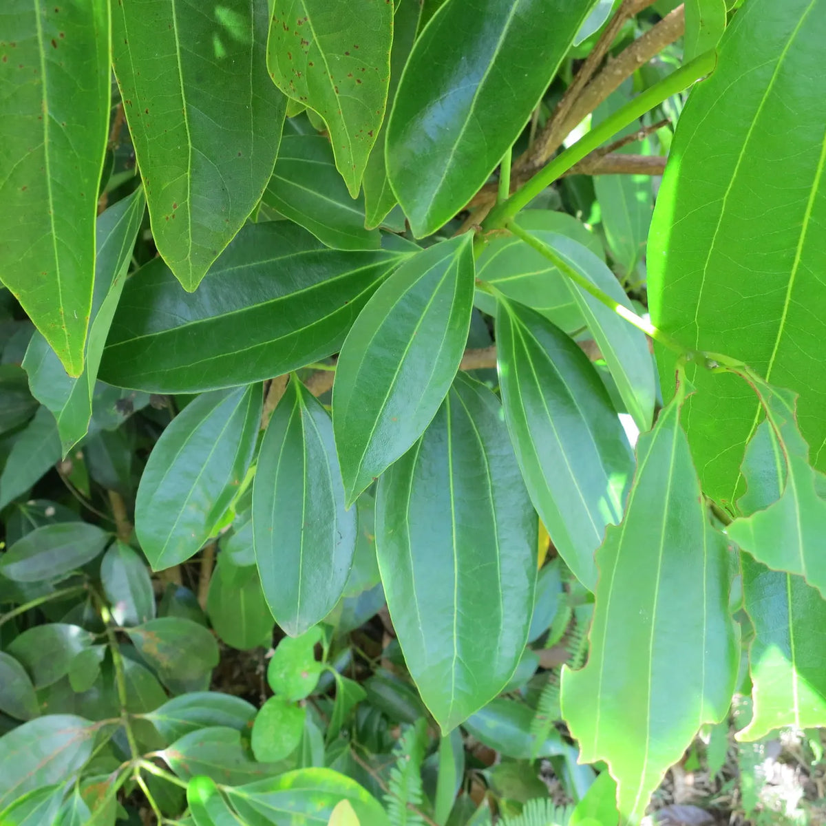Cinnamon Tree Seeds for Planting – Heirloom & Non-GMO Tree Seeds