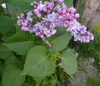 Purple Fragrant Flower Seeds for Planting - 100 pcs