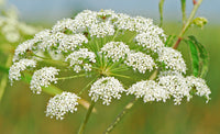 Heirloom Non-GMO Cicuta Maculata Flower Seeds for Planting – Unique Wetland Wildflower Blooms - Non-GMO for planting in home garden