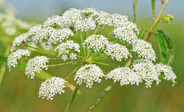 Heirloom Non-GMO Cicuta Maculata Flower Seeds for Planting – Unique Wetland Wildflower Blooms - Non-GMO for planting in home garden