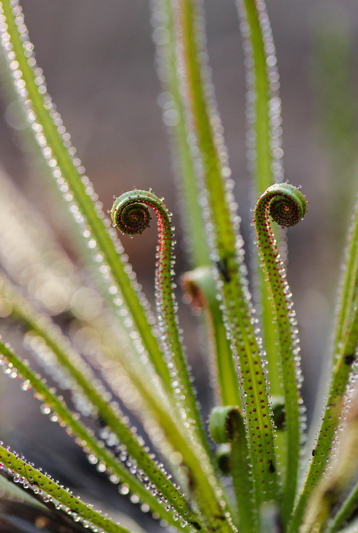 Heirloom Non-GMO Drosophyllum Plant Seeds for Planting – Rare Carnivorous Plant for Unique Gardens