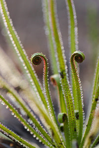 Heirloom Non-GMO Drosophyllum Plant Seeds for Planting – Rare Carnivorous Plant for Unique Gardens