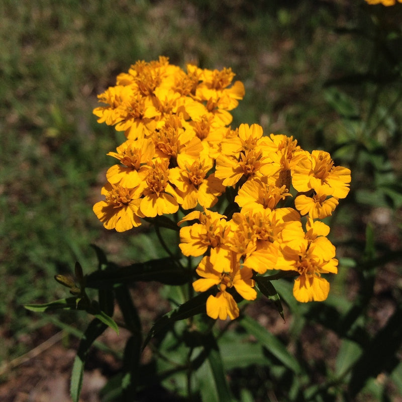 Tagetes Lucida Flower Seeds for Planting 100 pcs -Hierloom Flower Seeds