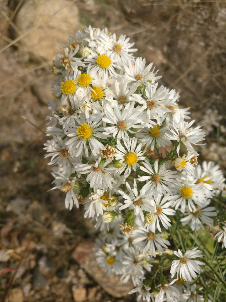 White Prairie Aster Flower Seeds for Planting, NON GMO Seeds