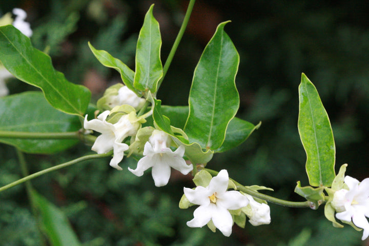 Heirloom Non-GMO Araujia Flower Seeds for Planting – Fast-Growing Climbing Ornamental Blooms