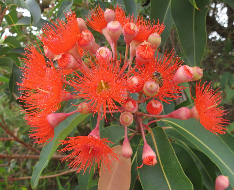 Heirloom Non-GMO Corymbia Ficifolia Flower Seeds for Planting – Colorful Ornamental Tree Blooms