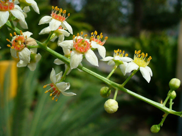 Boswellia Sacra Seeds for Planting â€“ Heirloom, NON-GMO, Easy to Grow Frankincense Tree Seeds