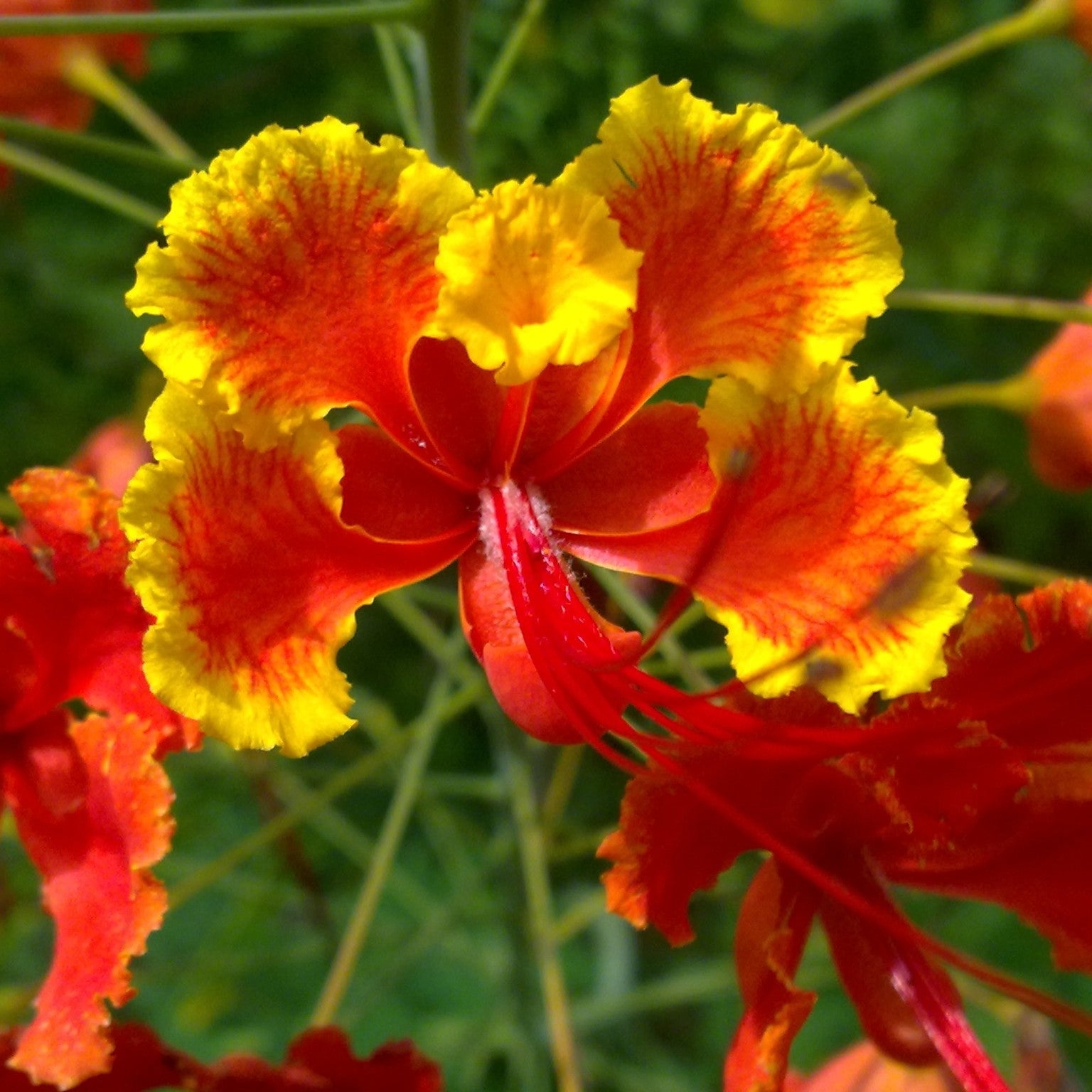 Caesalpinia Flower Seeds 100 pc for Planting 100 pcs