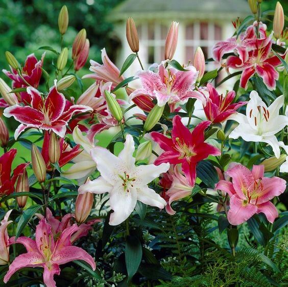 Lily bulbs producing large blooms in a perennial garden
