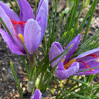 Autumn blooming Crocus Sativus flowering plant with vibrant purple blossoms