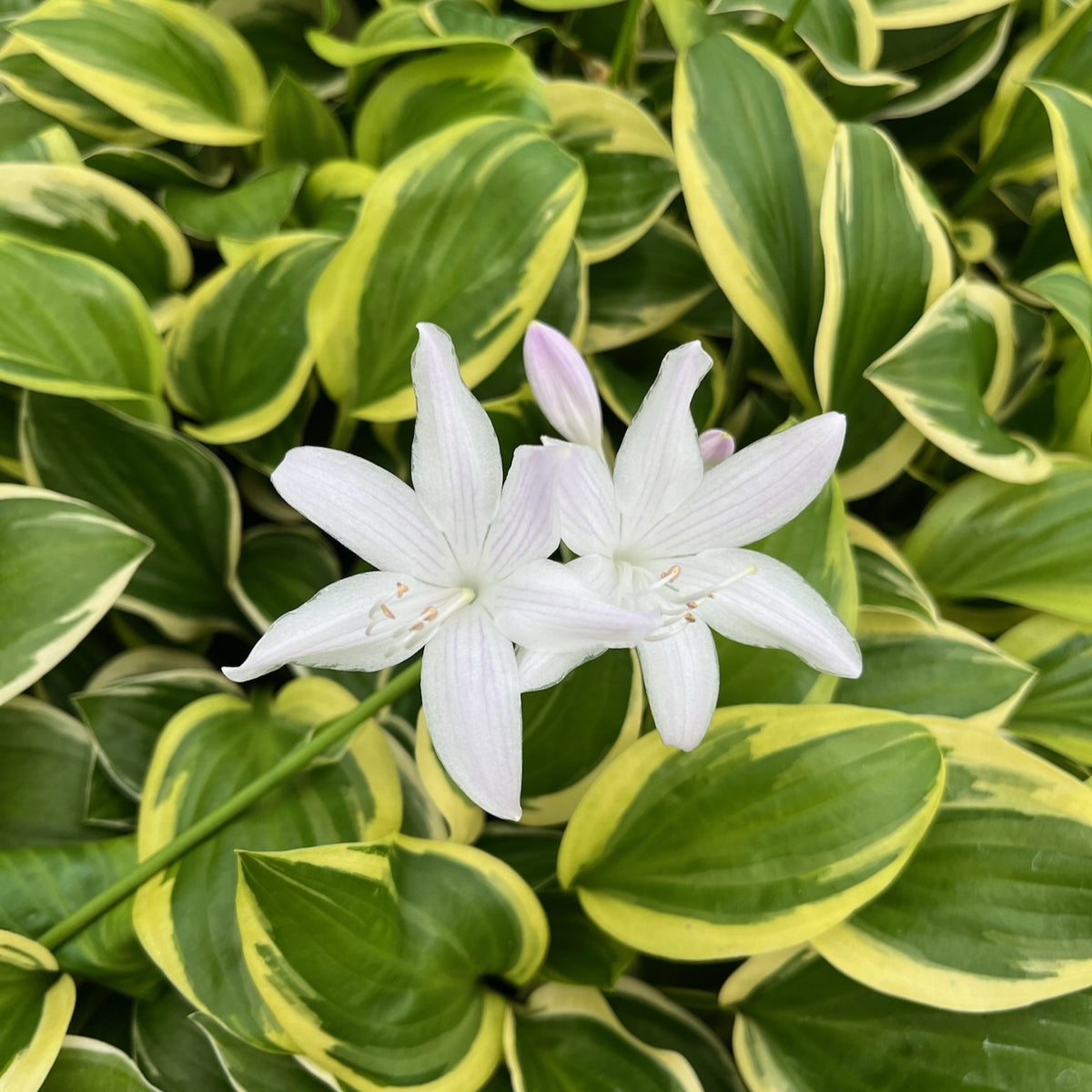 Ornamental flower bulbs for perennial garden planting.