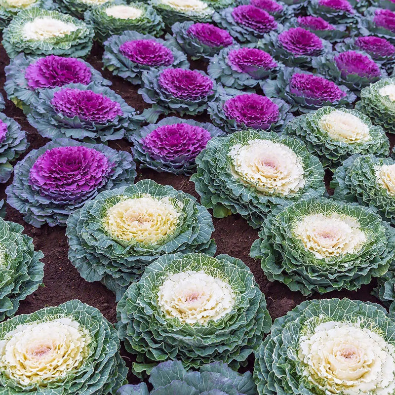 Ornamental flowering kale displaying colorful decorative foliage in a home garden.