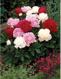 Ornamental Peony bulbs for garden beds and landscape borders.
