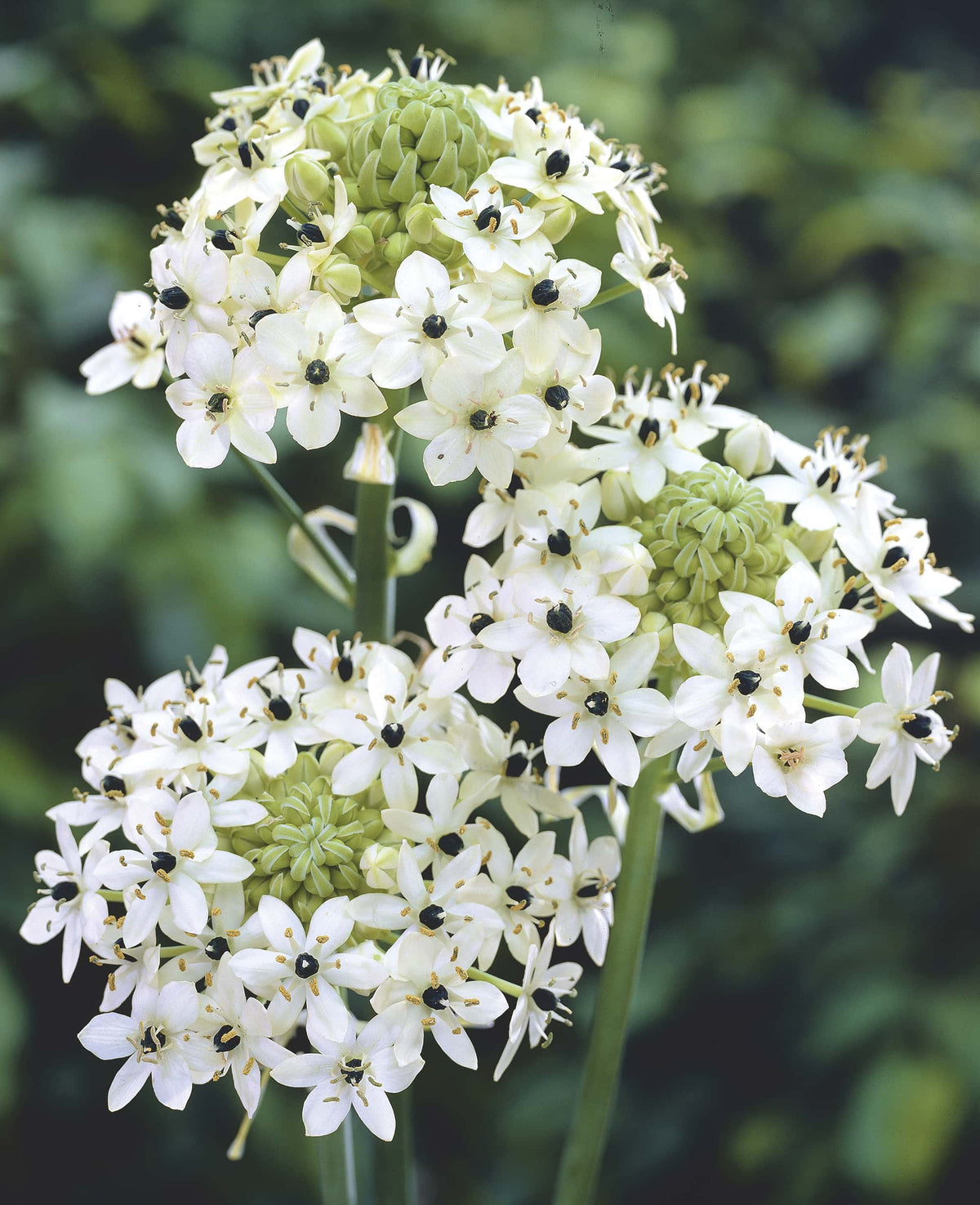 Heirloom Ornithogalum Saundersiae Flower Seeds for Garden Planting, Non-GMO, Starry White Blooms for Borders