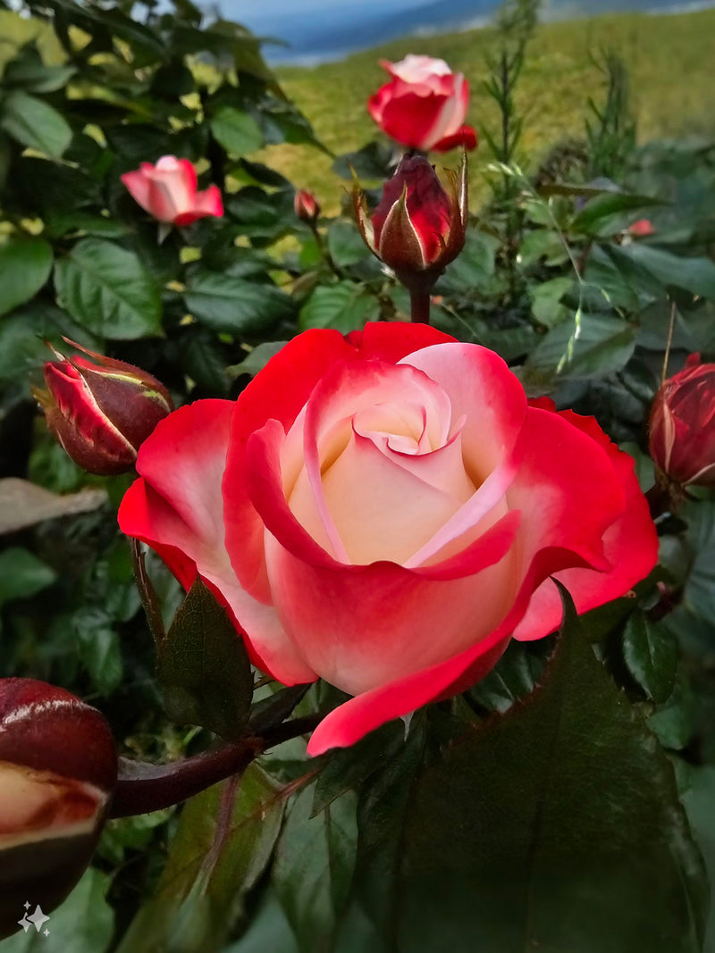 Osiria Rose Flower Seeds for Planting, Heirloom, Non-GMO, 100 pcs