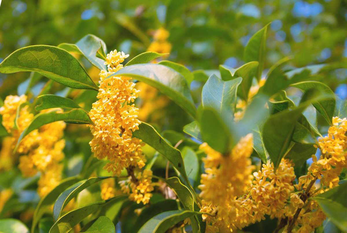 Heirloom Non-GMO Osmanthus Plant Seeds for Planting – Fragrant Evergreen Shrub for Ornamental Gardens - Non-GMO for planting in home garden