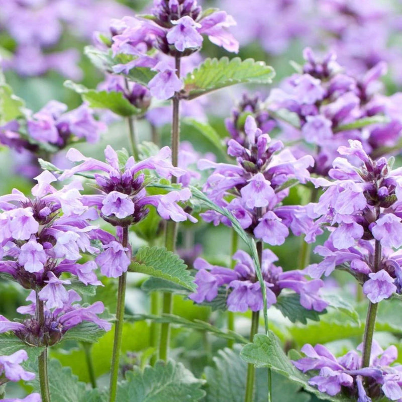 Heirloom Non-GMO Catnip Catmint Flower Seeds for Planting – Aromatic Herb Flower Seeds