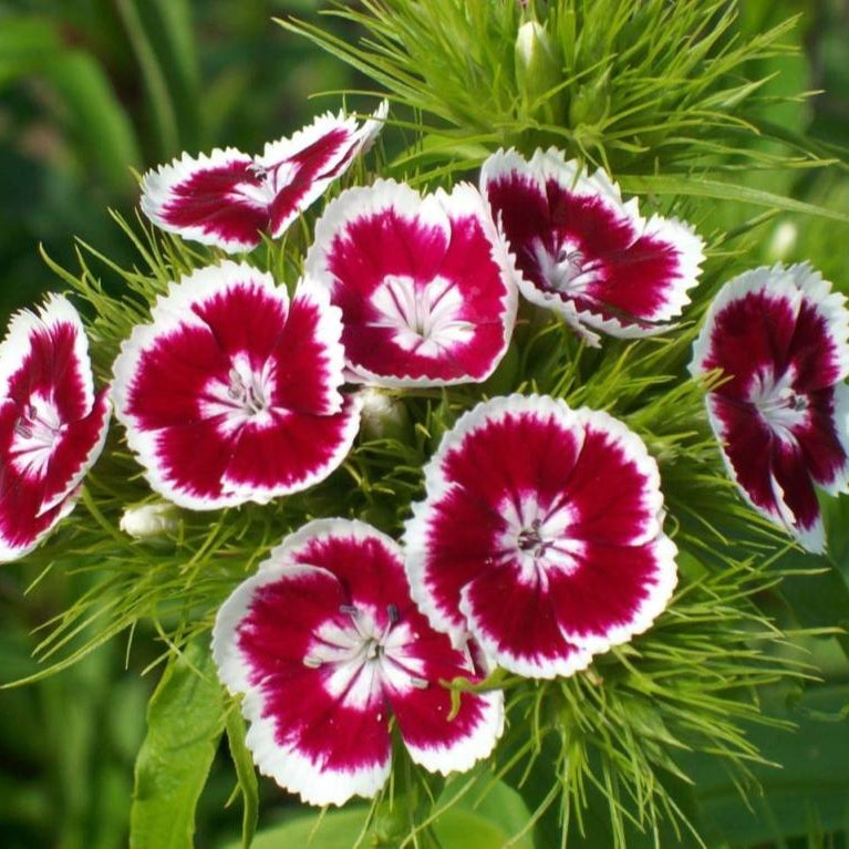 Heirloom Non-GMO Dianthus Caryophyllus Flower Seeds for Planting – Blooms for Cut Gardens