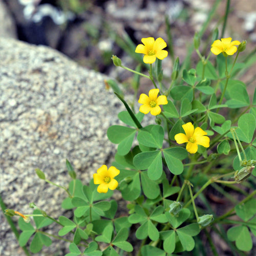 African Oxalis Flower Seeds – Heirloom, Non-GMO Seeds for Planting Vibrant Blooms - Oxalis for planting in home garden