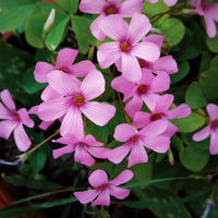 Oxalis Flower Seeds – Heirloom, Non-GMO Seeds for Planting Colorful and Hardy Garden Blooms - Flower for planting in home garden