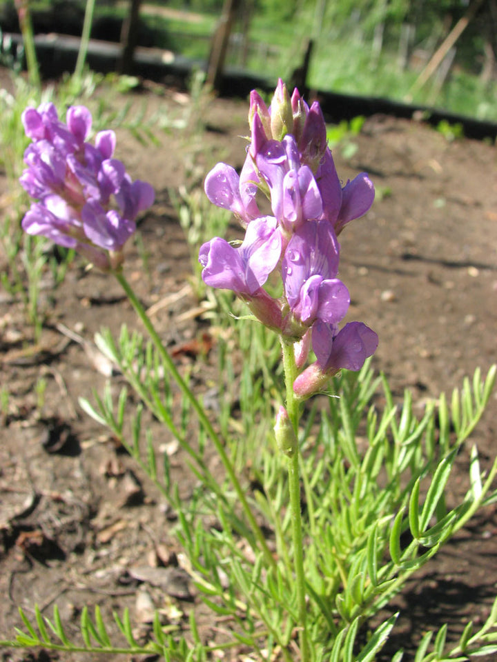 Heirloom Non-GMO Oxytropsis Lambertii Flower Seeds – Rare Wildflower Seeds for Planting