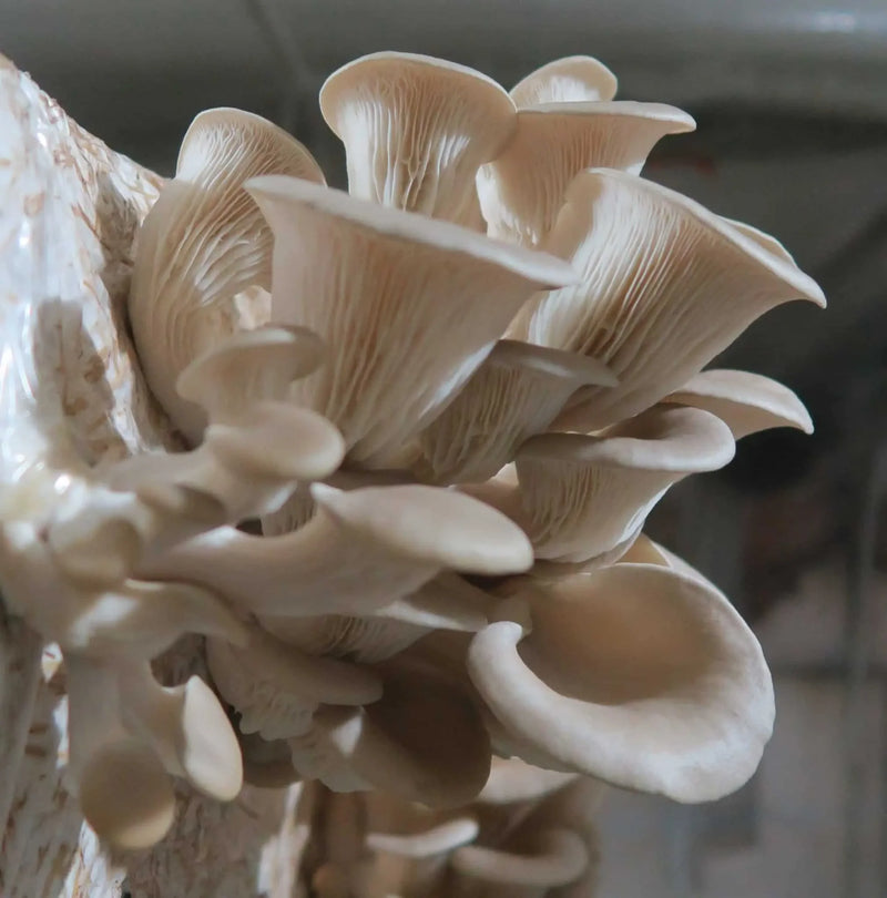 Oyster mushroom spawn prepared for home cultivation.