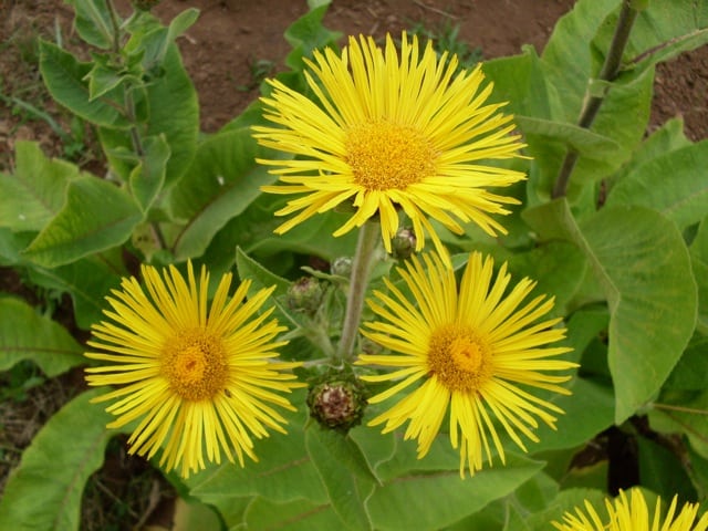 Enula Asteraceae Flower Seeds for Planting - NON GMO Seeds