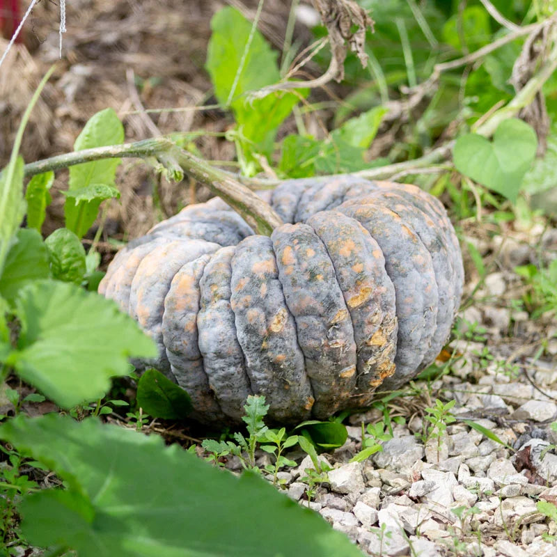 Futsu Squash Vegetable Seeds for Planting - heirloom & Non-GMO Seeds