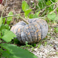 Futsu Squash Vegetable Seeds for Planting - heirloom & Non-GMO Seeds