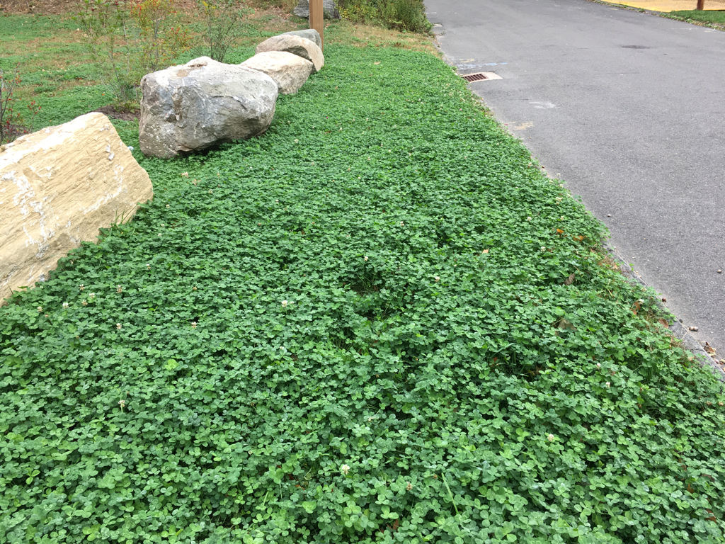 Micro Clover Seeds for Lawns, Ground Cover, Garden Borders & Outdoor Landscapes