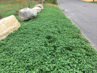 Micro Clover Seeds for Lawns, Ground Cover, Garden Borders & Outdoor Landscapes
