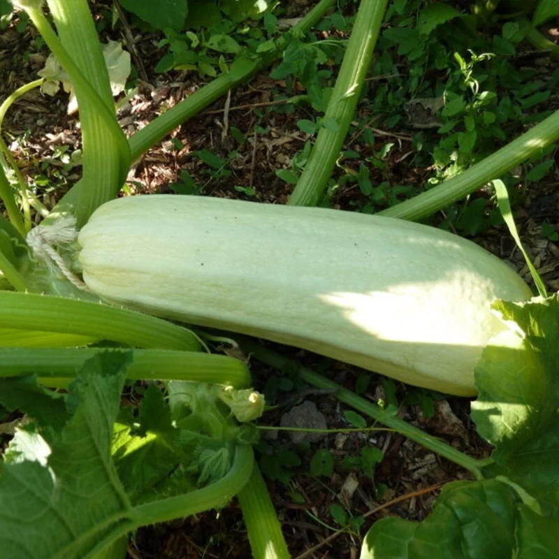 Bianco Di Trieste Zucchini Seeds for Planting - 100 Pcs pcs